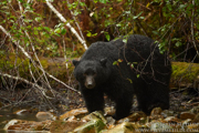 GREAT BEAR RAINFOREST - COASTAL BRITISH COLUMBIA